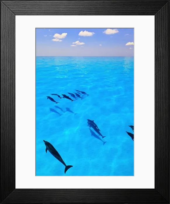Framed Print : Atlantic Spotted Dolphins, Stenella frontalis, swimming toward the horizon Framed Print : Atlantic Spotted Dolphins, Stenella frontalis, swimming toward the horizon