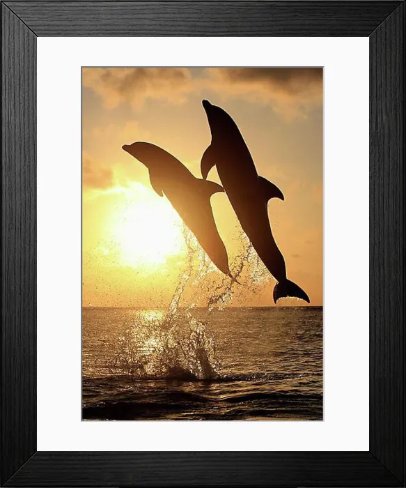 Framed Print : Two Common Bottlenose Dolphins (Tursiops truncatus) Framed Print : Two Common Bottlenose Dolphins (Tursiops truncatus)