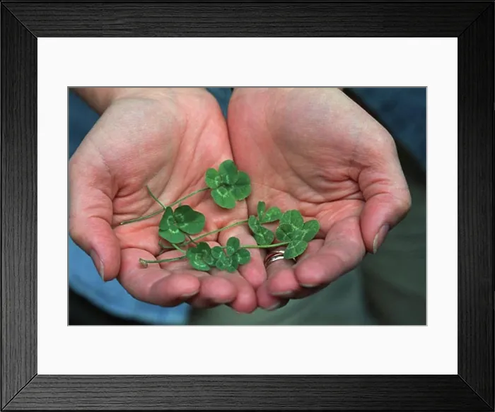 Framed Print : Four leafed clovers in cupped hands Framed Print : Four leafed clovers in cupped hands