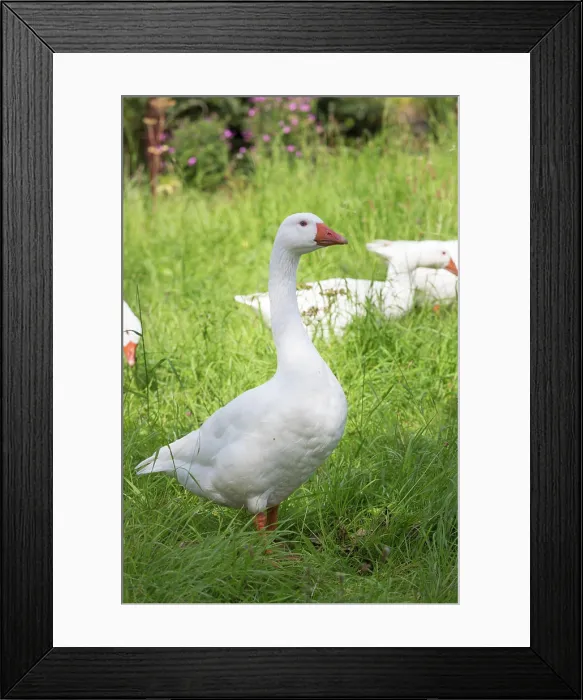 Framed Print : Weiße Gans white goose Copyright: xZoonar.com / HendrikxFuchsx 11339242 Framed Print : Weiße Gans white goose Copyright: xZoonar.com / HendrikxFuchsx 11339242