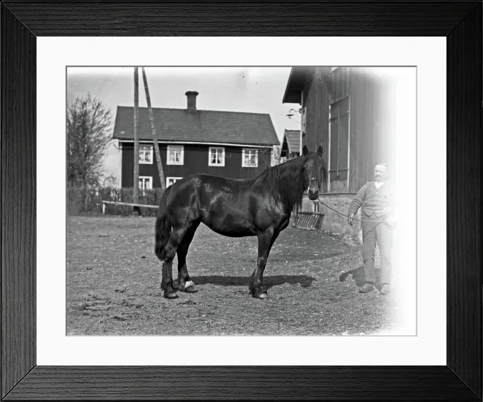 Framed Print : Josef Eriksson's horse Lotta Josef Erikssons häst Lotta Framed Print : Josef Eriksson's horse Lotta Josef Erikssons häst Lotta