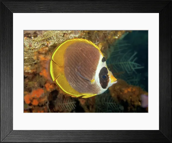 Framed Print : The Philippine butterflyfish (Chaetodon adiergastos) is also known as a Panda butterflyfish; Bali, Indonesia Framed Print : The Philippine butterflyfish (Chaetodon adiergastos) is also known as a Panda butterflyfish; Bali, Indonesia