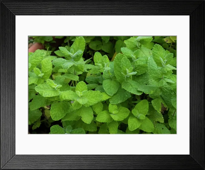 Framed Print : Apple mint (Mentha x rotundifolia) leaves, Jean-Marie Pelt Botanical Garden, Nancy, Lorraine, France Framed Print : Apple mint (Mentha x rotundifolia) leaves, Jean-Marie Pelt Botanical Garden, Nancy, Lorraine, France