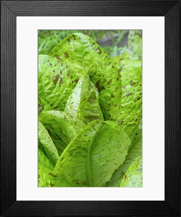 Framed Print : Issaquah, Washington State, USA. Flashy Trout's Back Lettuce plants