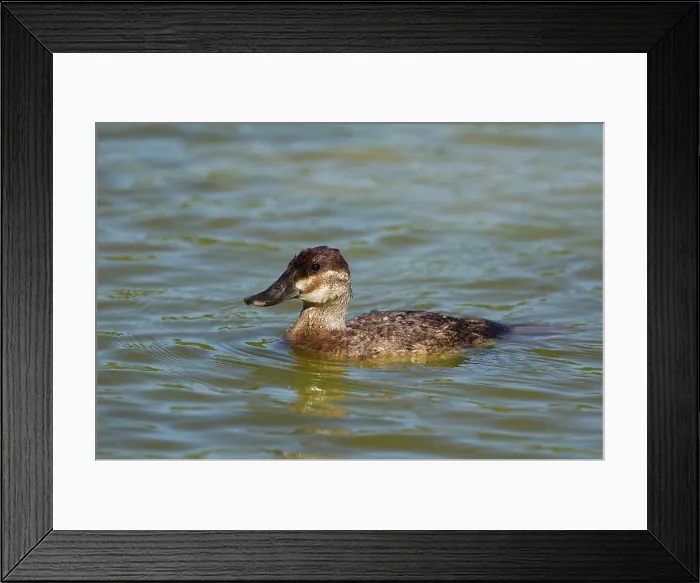 Framed Print : Ruddy Duck (Oxyura jamaicensis) adult female, swimming, Gulf Coast, Texas, U.S.A. May Framed Print : Ruddy Duck (Oxyura jamaicensis) adult female, swimming, Gulf Coast, Texas, U.S.A. May