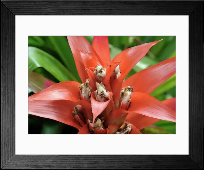Framed Print : Bromeliad Grand Prix has bright red bracts w / small white flowers @ base. The whole show lasts 2-3 months Framed Print : Bromeliad Grand Prix has bright red bracts w / small white flowers @ base. The whole show lasts 2-3 months