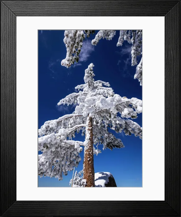 Framed Print : Rime ice on pines in the San Bernardino Mountains. San Bernardino National Forest, California, USA Framed Print : Rime ice on pines in the San Bernardino Mountains. San Bernardino National Forest, California, USA