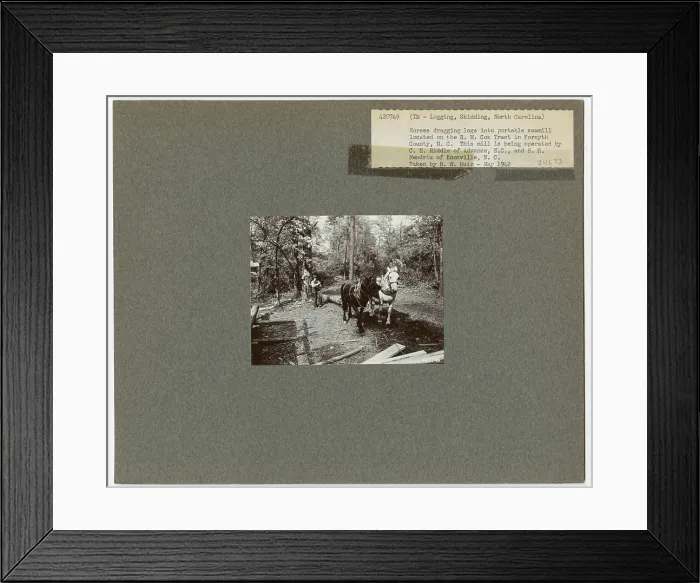 Framed Print : Logging: Skidding with Animals - North Carolina Framed Print : Logging: Skidding with Animals - North Carolina