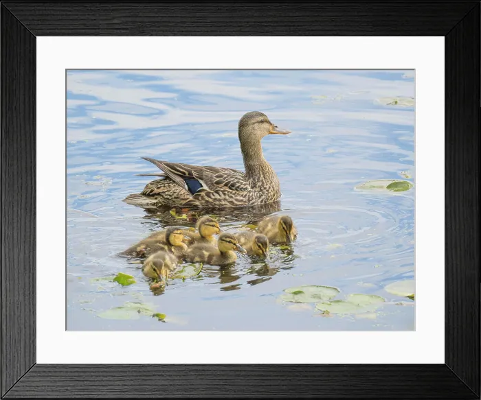 Framed Print : Washington State, Juanita Bay Park. Female mother mallard duck with young ducklings in water swimming Framed Print : Washington State, Juanita Bay Park. Female mother mallard duck with young ducklings in water swimming