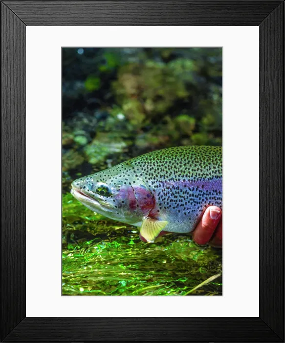 Framed Print : Rainbow Trout, Oncorhynchus mykiss, Spring Creeks Framed Print : Rainbow Trout, Oncorhynchus mykiss, Spring Creeks