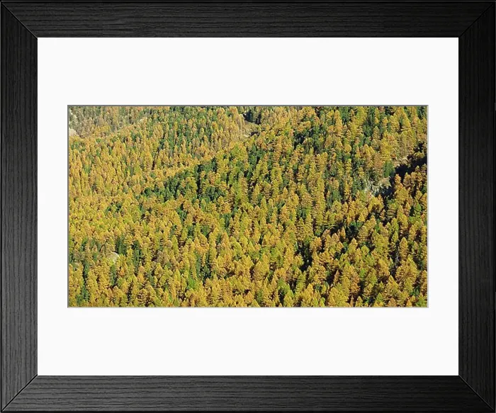 Framed Print : Autumn scene in the Swiss Alps. Golden larch forest