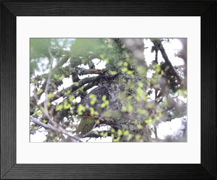 Framed Print : Great Horned Owl Newfoundland Kanada Great Horned Owl Newfoundland Kanada Copyright: xZoonar
