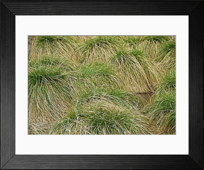 Framed Print : Tall Sedges (Carex) in a swamp, Hesse, Germany, Europe Framed Print : Tall Sedges (Carex) in a swamp, Hesse, Germany, Europe