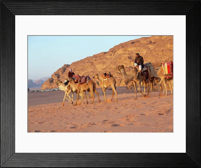 Framed Print : Caravan of camels in Wadi Rum desert Framed Print : Caravan of camels in Wadi Rum desert