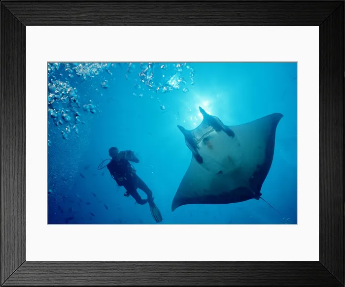 Framed Print : Sicklefin devilray and Scuba Diver Mobula tarapacana Framed Print : Sicklefin devilray and Scuba Diver Mobula tarapacana