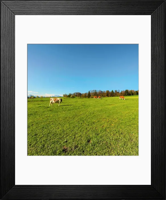 Framed Print : Animal husbandry in Switzerland Cows grazing on fresh green mountain pastures on the background of snow-capped Alps Framed Print : Animal husbandry in Switzerland Cows grazing on fresh green mountain pastures on the background of snow-capped Alps