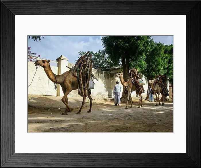 Framed Print : Camel caravan loaded with firewood walking through Keren, Eritrea, Africa Framed Print : Camel caravan loaded with firewood walking through Keren, Eritrea, Africa