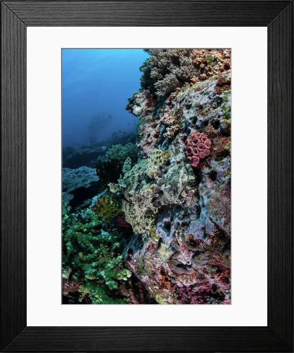 Framed Print : A well-camouflaged Crocodilefish lies on a coral reef in Indonesia Framed Print : A well-camouflaged Crocodilefish lies on a coral reef in Indonesia