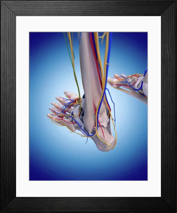 Framed Print : Human foot anatomy, illustration Framed Print : Human foot anatomy, illustration