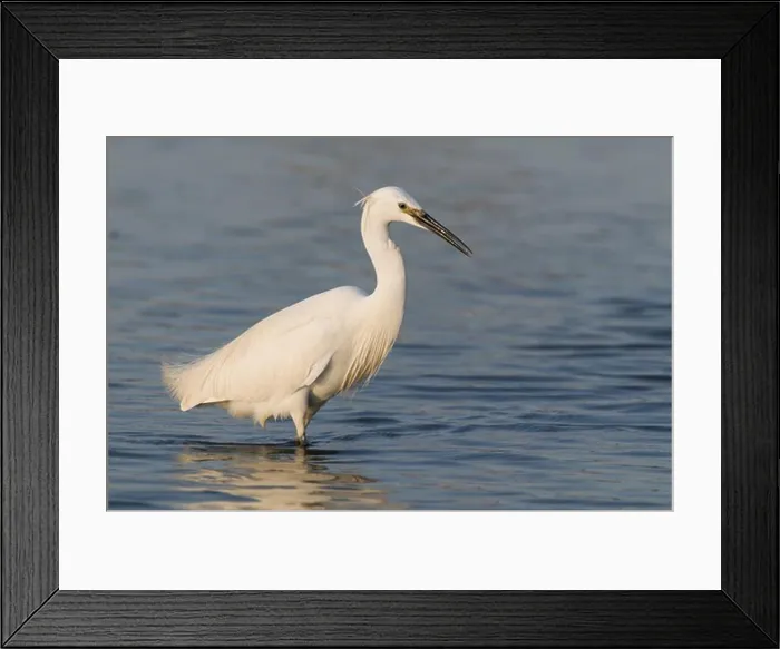 Framed Print : Little Egret (Egretta garzetta) adult, fishing in shallows, England