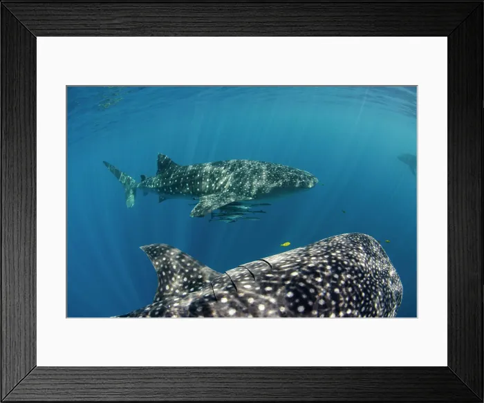 Framed Print : Whale Shark, Cenderawasih Bay, West Papua, Indonesia