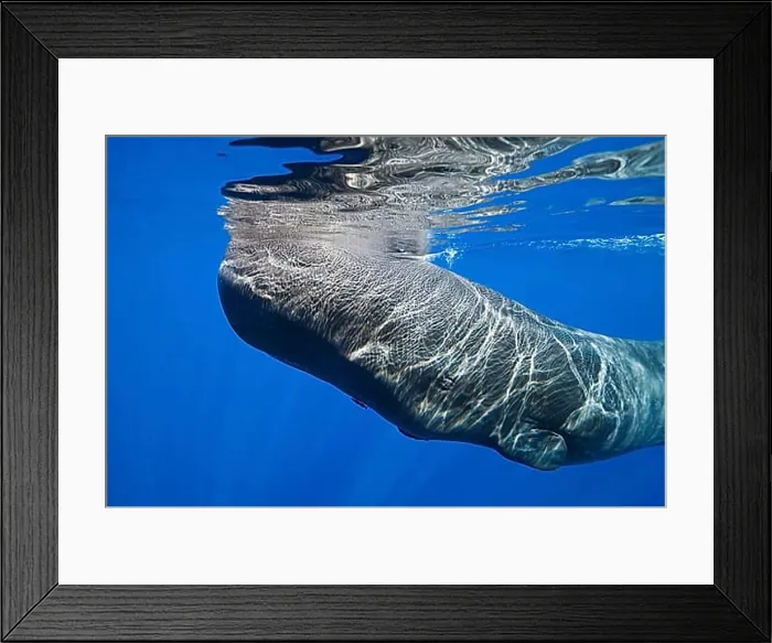 Framed Print : Sperm whale, Physeter macrocephalus, Caribbean, Dominica, Central America