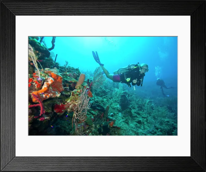 Framed Print : (MR) female scuba diver, North Side of Utila, Bay Islands, Honduras, Central America Framed Print : (MR) female scuba diver, North Side of Utila, Bay Islands, Honduras, Central America