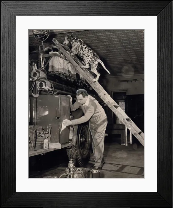 Framed Print : Nedgo, Dalmatian mascot of Ogden Engine Co. Dobbs Ferry Fire Dept Framed Print : Nedgo, Dalmatian mascot of Ogden Engine Co. Dobbs Ferry Fire Dept