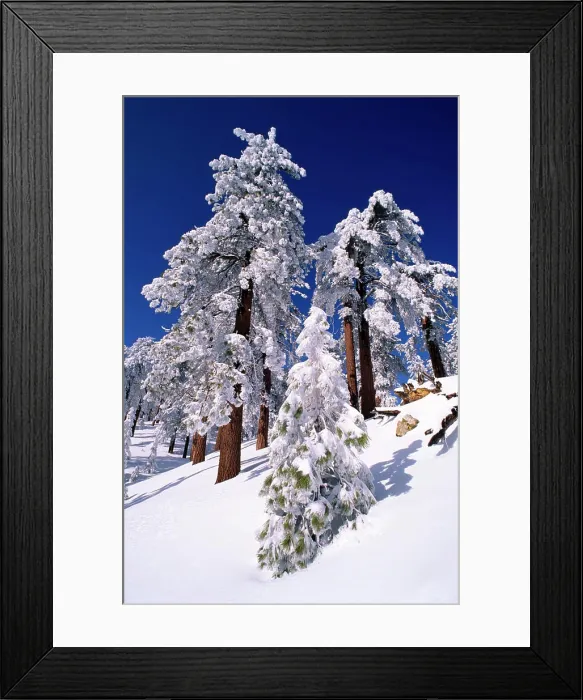 Framed Print : Rime ice and fresh powder on Ponderosa pines, Los Padres National Forest, California, USA Framed Print : Rime ice and fresh powder on Ponderosa pines, Los Padres National Forest, California, USA