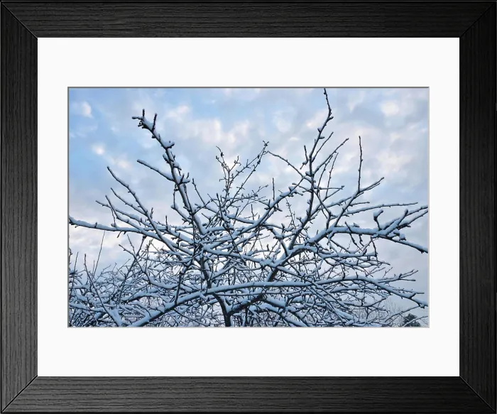 Framed Print : The Apple tree under snow The Apple tree under snow against the background of blue sky and clouds Framed Print : The Apple tree under snow The Apple tree under snow against the background of blue sky and clouds
