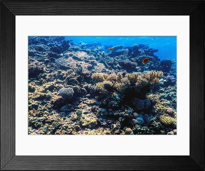 Framed Print : Underwater view of the coral reef, Tropical waters, Marine life Framed Print : Underwater view of the coral reef, Tropical waters, Marine life