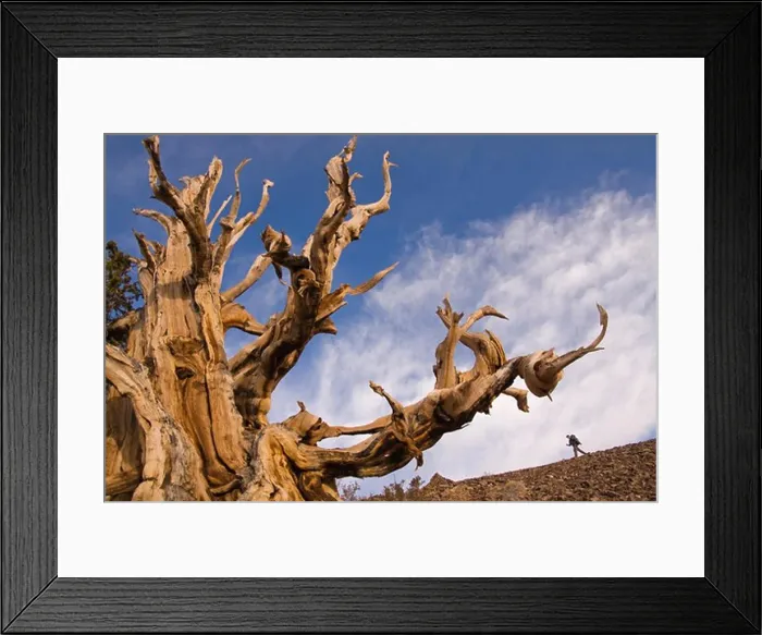 Framed Print : A hiker by a Bristlecone Pine tree at sunset near Bishop in California Framed Print : A hiker by a Bristlecone Pine tree at sunset near Bishop in California