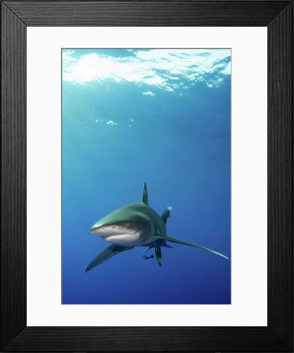 Framed Print : A shark swims under the surface with the sun at its back, Red Sea Framed Print : A shark swims under the surface with the sun at its back, Red Sea