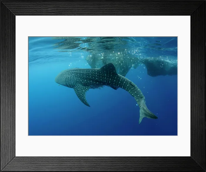 Framed Print : Whale Shark feeding at Bagan, Cenderawasih Bay