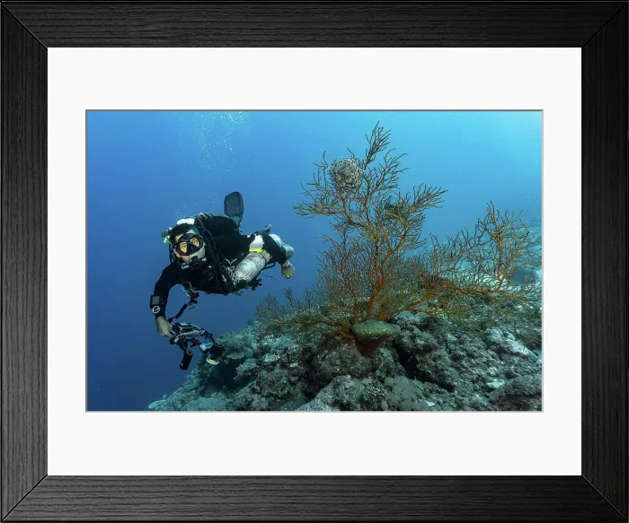 Framed Print : scuba diver exploring the great barrier reef in Australia Framed Print : scuba diver exploring the great barrier reef in Australia