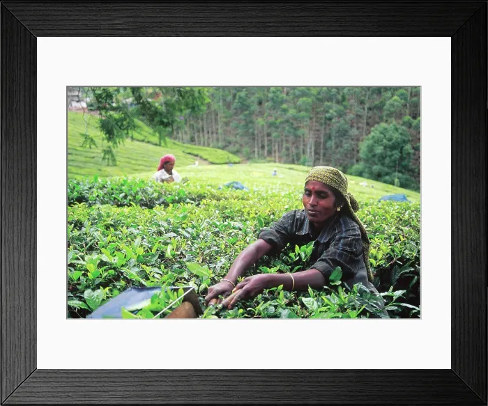 Framed Print : India, West Bengal, Darjeeling. Tea Garden Workers Framed Print : India, West Bengal, Darjeeling. Tea Garden Workers