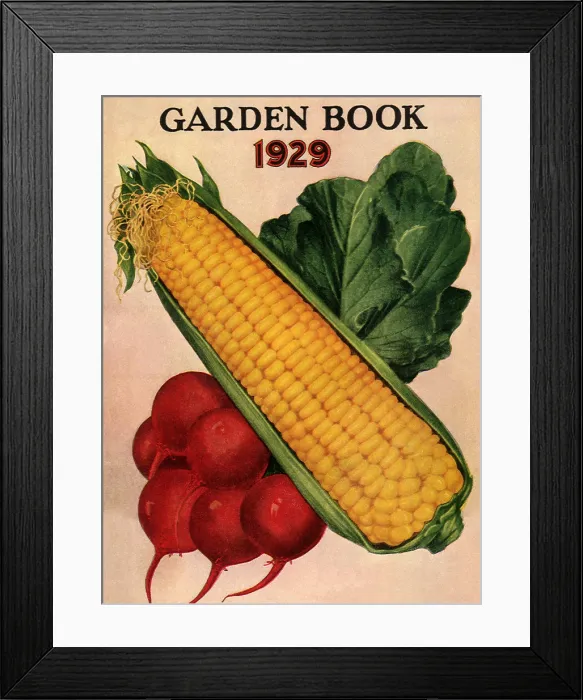 Framed Print : Corn and Radishes Framed Print : Corn and Radishes