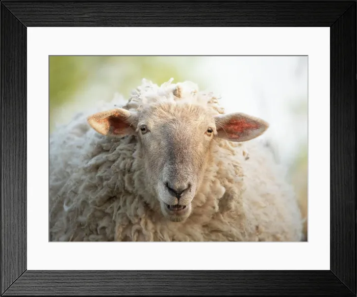 Framed Print : Portrait of a domestic sheep Framed Print : Portrait of a domestic sheep