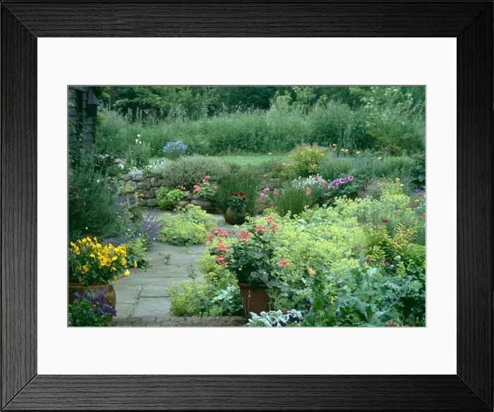 Framed Print : Colourful perennials in country garden in summer Framed Print : Colourful perennials in country garden in summer