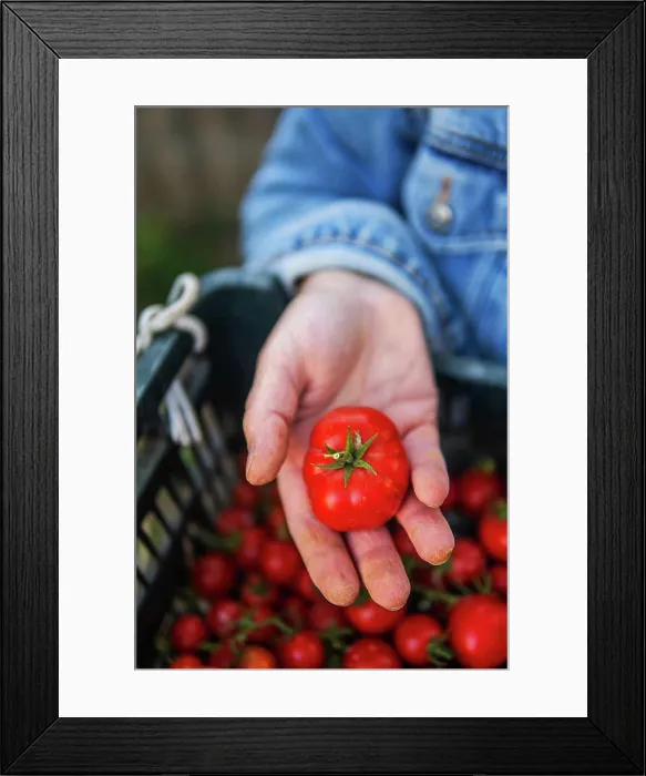 Framed Print : Close-up of a woman's hands holding organic cherry tomatoes