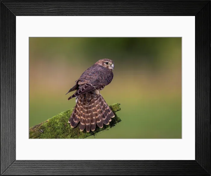 Framed Print : Merlin (Falco columbarious) Female on fence post. Captive Framed Print : Merlin (Falco columbarious) Female on fence post. Captive