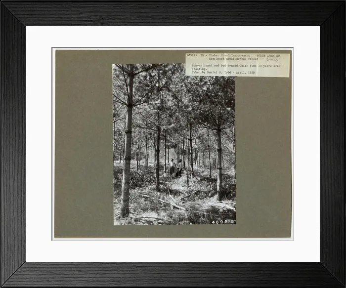 Framed Print : Pruning - North Carolina. Photographs Relating to National Forests Framed Print : Pruning - North Carolina. Photographs Relating to National Forests