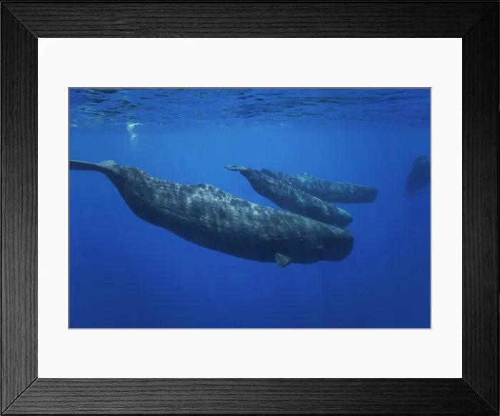Framed Print : Pod of Sperm whales (Physeter macrocephalus) are the largest of all the toothed cetaceans Framed Print : Pod of Sperm whales (Physeter macrocephalus) are the largest of all the toothed cetaceans