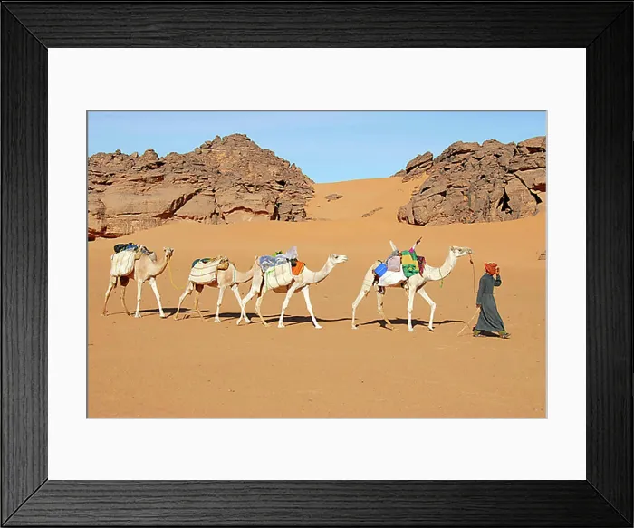 Framed Print : Tuareg walks with camels through the desert Acacus Libya Framed Print : Tuareg walks with camels through the desert Acacus Libya