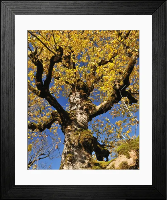 Framed Print : Maple Tree in Autumn, Grosser Ahornboden, Karwendel, Eng, Tyrol, Austria Framed Print : Maple Tree in Autumn, Grosser Ahornboden, Karwendel, Eng, Tyrol, Austria