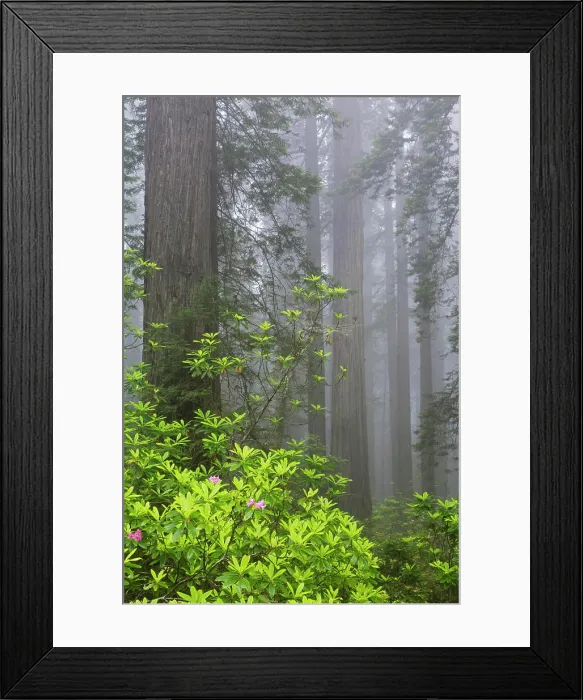 Framed Print : California, Del Norte Coast Redwoods State Park, redwood trees with rhododendrons Framed Print : California, Del Norte Coast Redwoods State Park, redwood trees with rhododendrons