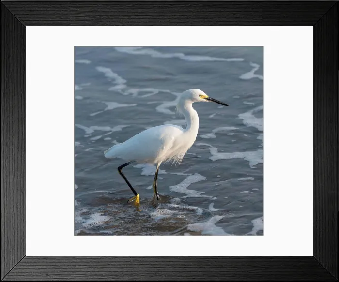 Framed Print : A bird wades in the shallow water, sayulita mexico Framed Print : A bird wades in the shallow water, sayulita mexico