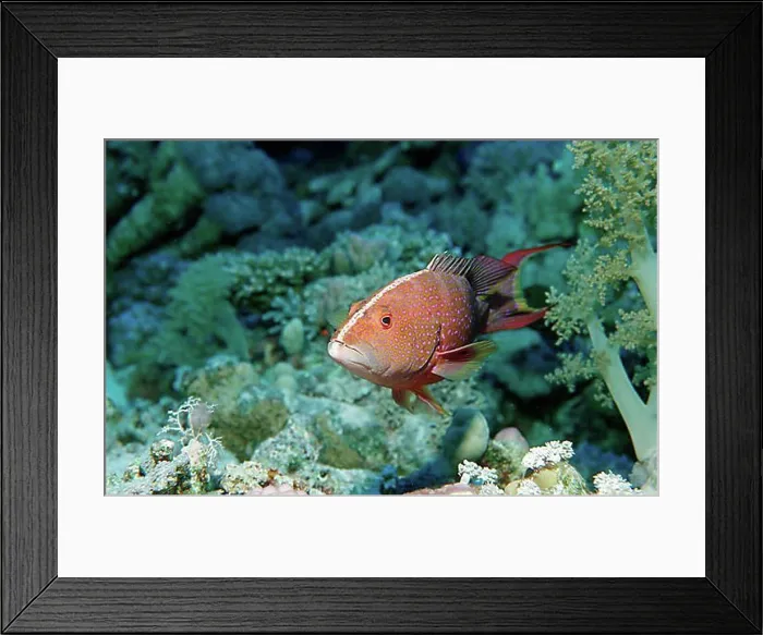 Framed Print : Yellow-edged Lyretail (Variola louti), St. John's Island, Zabargad, Red Sea, Egypt, Africa Framed Print : Yellow-edged Lyretail (Variola louti), St. John's Island, Zabargad, Red Sea, Egypt, Africa