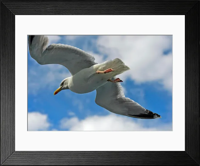 Framed Print : Silbermöwe Larus argentatus Silbermöwe Larus argentatus im Flug / European herring gull Larus argentatus in flight Framed Print : Silbermöwe Larus argentatus Silbermöwe Larus argentatus im Flug / European herring gull Larus argentatus in flight