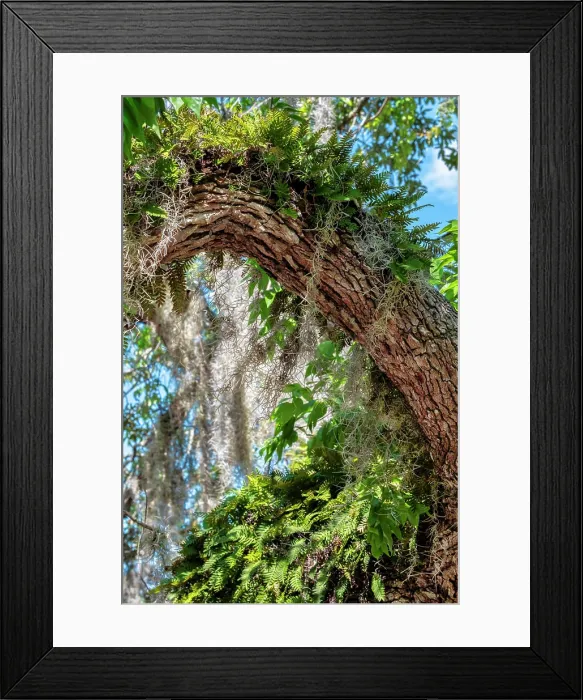 Framed Print : Resurrection fern on a live oak tree Framed Print : Resurrection fern on a live oak tree